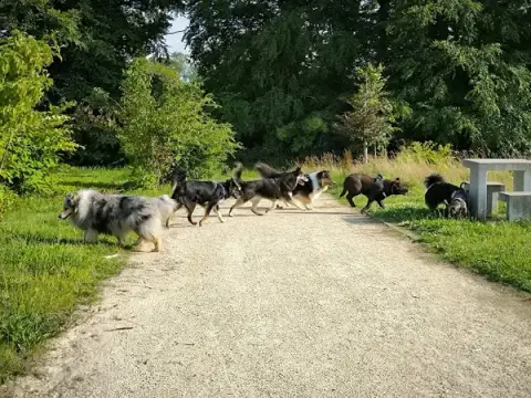 La Clé du Chien, éducateur comportementaliste canin