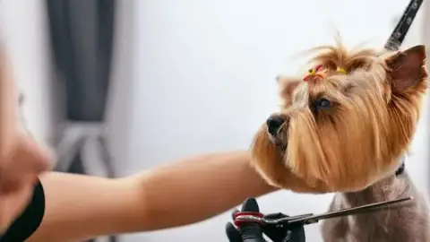 La Pattounet' - Salon de toilettage canin