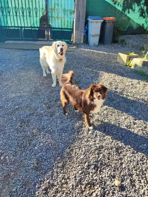 Good in our paws
