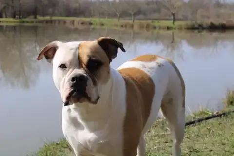 Faunéa - éducateur comportementaliste canin et félin à Bordeaux