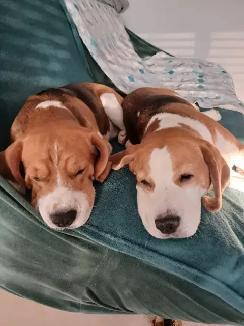 la balade des chiens heureux