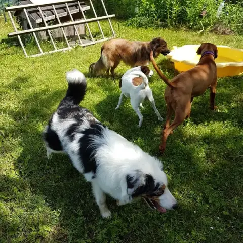 PARLONS CHIEN®