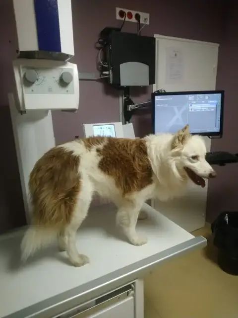 Clinique Vétérinaire Des Cigognes