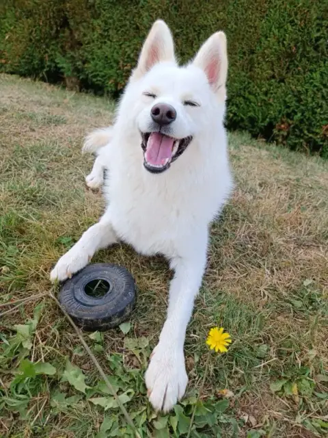Ors'Home - Pension canine familiale - Prestation de services