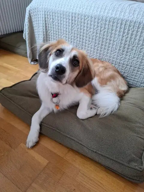 Terre de Chien