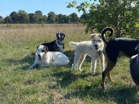 Educanine