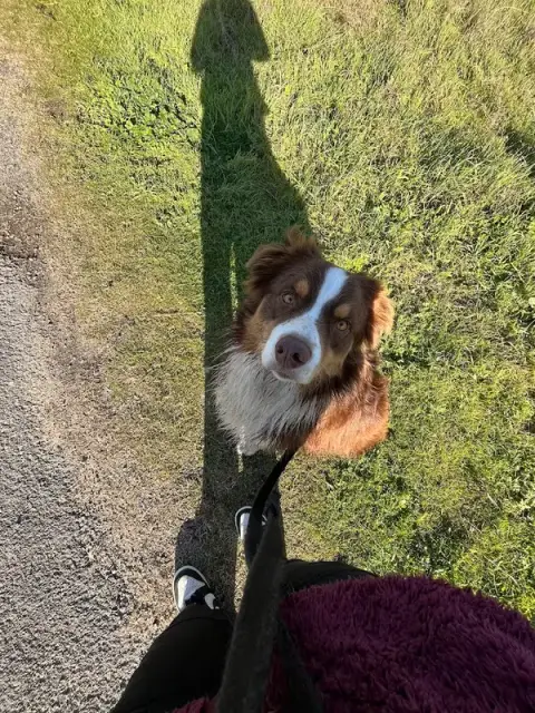 Éducateur canin - Newcollie