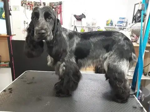 Dogs & Co