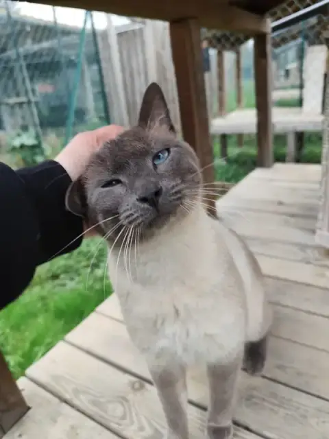 Pension pour chats La Ferme du Boussut