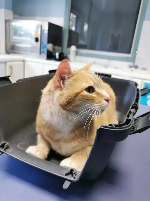 Clinique Vétérinaire Univet de l'Erable Rouge