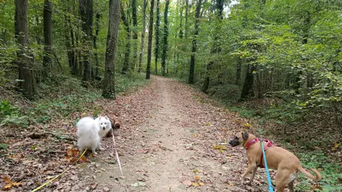 Balades canines: queues remuantes et papattes fatiguées incluses photo 2