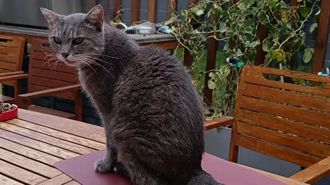 Votre chat entre de bonnes pattes