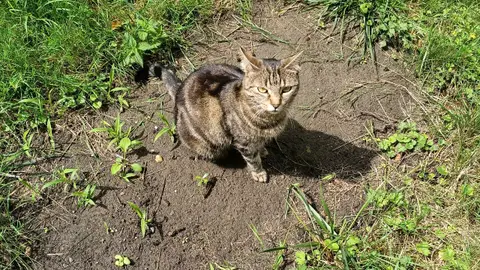 Votre chat entre de bonnes pattes photo 2