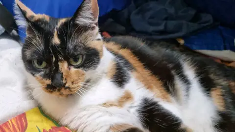 Votre chat entre de bonnes pattes photo 4