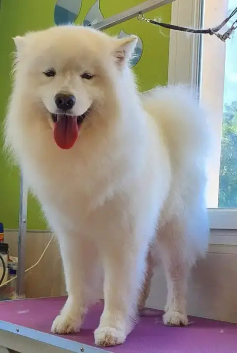 Beauty Canine 17