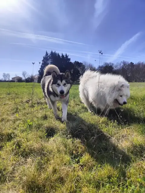 Pole Canin