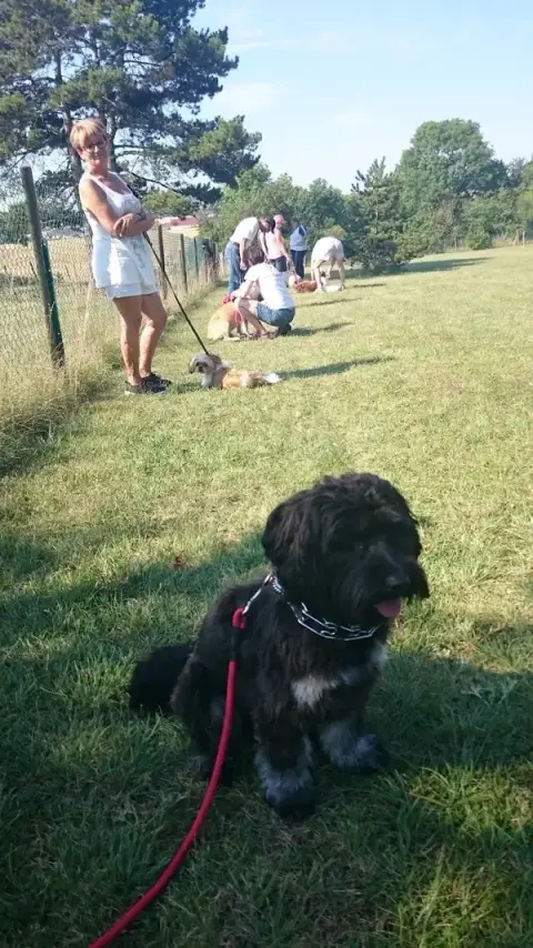 ECVN : Club d'Education Canine du Val de Norges
