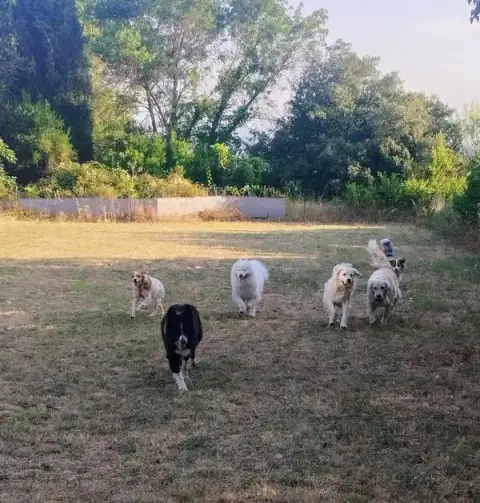 Pension canine L'oppid'aumes