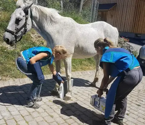 Vet'Equine - Vétérinaires équins à domicile (Annexe)