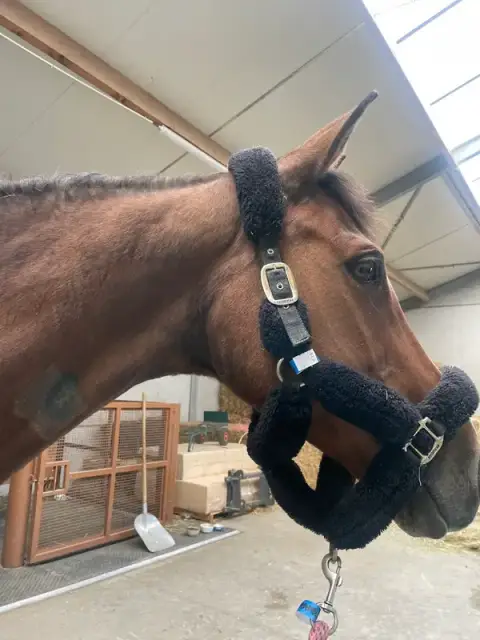 Clinique Equine Acy Romance
