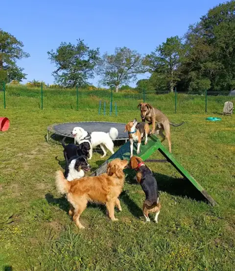 Garde d'animaux - Woofstock - Centre aéré canin