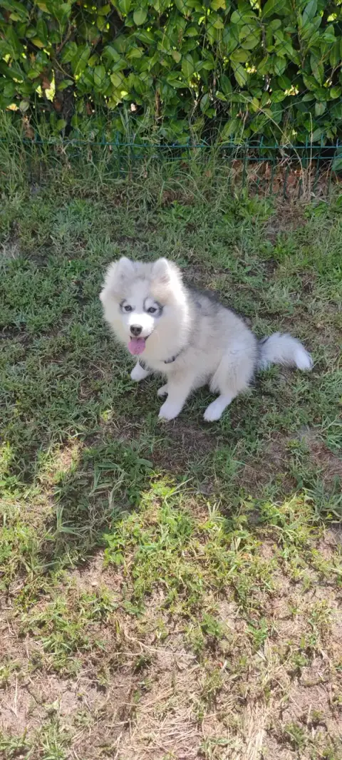 auplaisirdesonchien