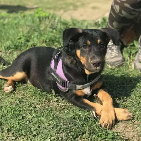 Can Sirius Éducation Canine