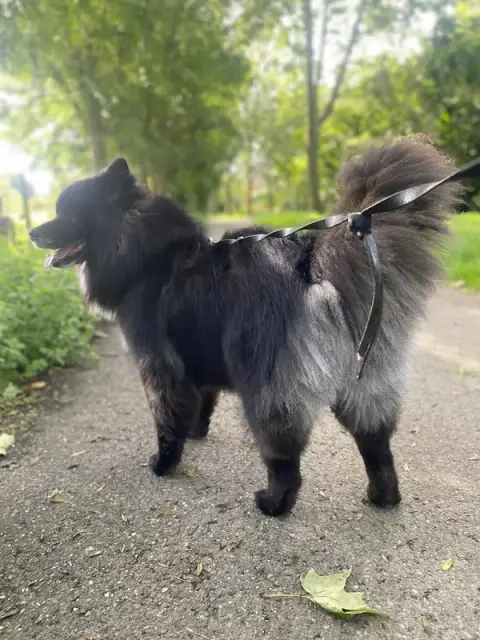 centre canin arwen lsf