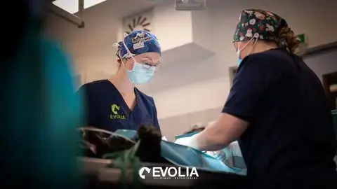 EVOLIA Veterinary Clinic