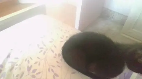 je cherche a garder des aimaux