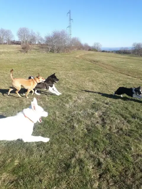 Animal Stories Education canine