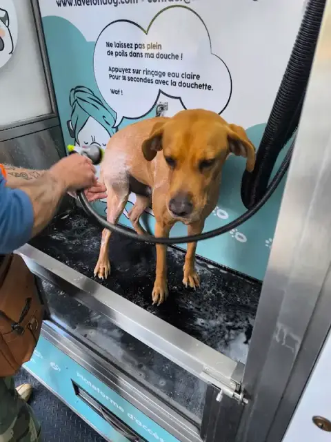 Lave ton dog