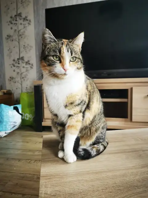 CLINIQUE VETERINAIRE DE L'ASTRAGALE