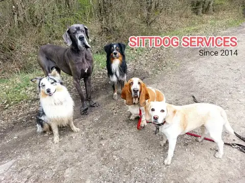 Sittdog Services