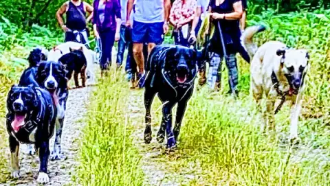Laristo'chiens Educateur/Comportementaliste CANIN (diplômé d’état)