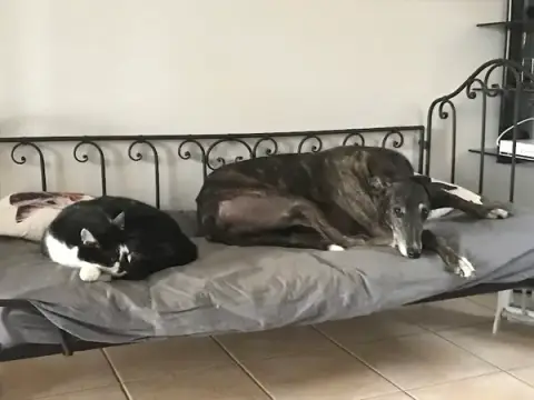 Lévriers en Détresse