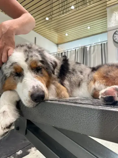 Elegant Dog