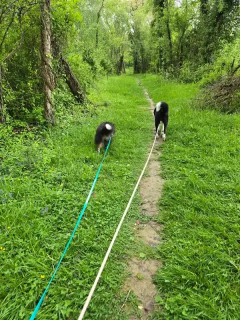 Cél'in House Pet Sitter