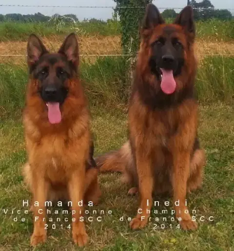 Les Princes de Sarvar