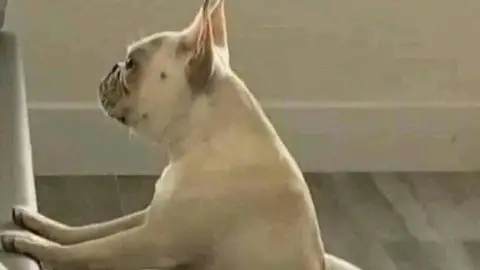 Sitting dog