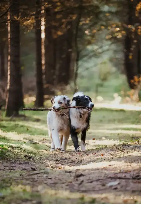 Sunny et Compagnie - Educateur canin