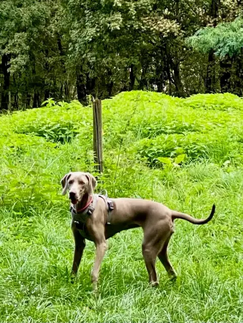 Comportementaliste Educateur CANIN CELINE PICOU en ALSACE