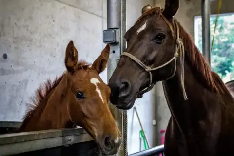 Clinique vétérinaire du Sud Vilaine - Equine