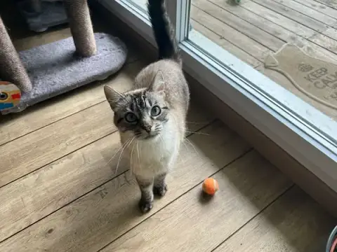 4Pattes'sion, Visites à domicile et balades canine