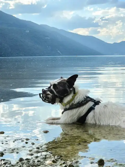 WOOWOO CO - Promeneur canin & pet-sitter chiens, chats, NAC