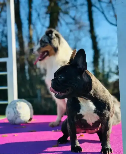 Centre Canin Shiine