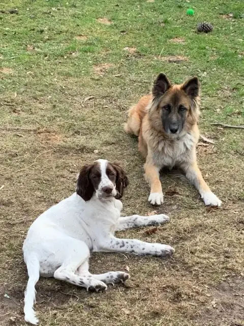 CapDog and Co — Garde d’animaux Taussat Lanton