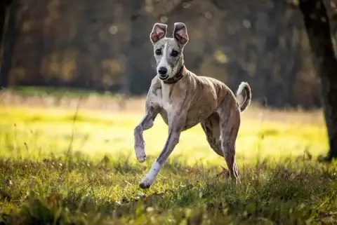 Aventure canine