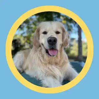 Pet sitting - La patte en avant - Promenades et gardes d'animaux - Nice