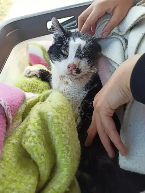 Veterinary Clinic Sellier Pasdeloup Lallet the Grou